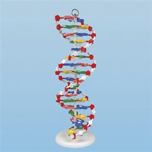 DNA Model Set